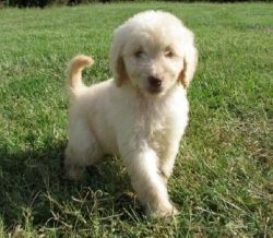 Male and female Golden Doodle puppies