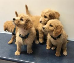 AKC Golden doodle pups