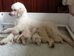 Standard Goldendoodle F1 Puppies Ready Friday