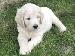 Cute Golden doodle puppies ready now