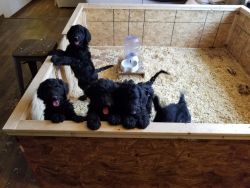 F1B Goldendoodle puppies 11 weeks