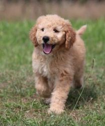Goldendoodle Puppy for Sale,
