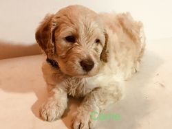 Carrie Female goldendoodle