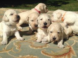F1 Goldendoodle Puppies