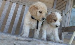Lovely Goldendoodle Puppies