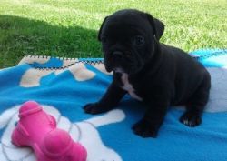 Male and female french bulldog puppies available