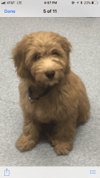 Mini Goldendoodle (3 1/2 mos.)house trained)