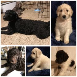 Labradoodle mixed with Goldendoodle Puppies for sale.
