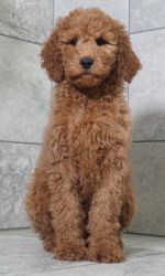 ADORABLE F1B GOLDENDOODLE PUPPIES READY TO GO