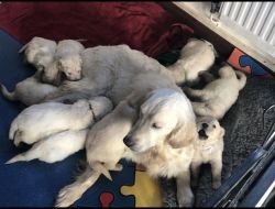 ( READY NOW ) Stunning Double Doodle Puppies Available