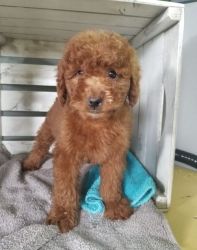Lovely Golden Doodle puppies For Sale..