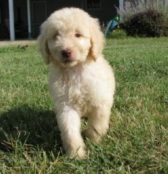 Male and female Golden Doodle Puppies for sale