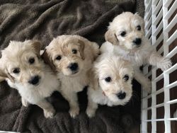 Adorable AKC Goldendoodle puppies please call +1(2xx) xx4-2xx5