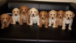 Amazing AKC Goldendoodle puppies. Call or text +1(206) xxx-xxxx.