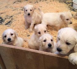 Adorable AKC Goldendoodle puppies. Call or text +1(3xx) xx6-5xx1