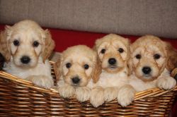 Adorable AKC Goldendoodle puppies. Call or text us at +1 4xx xx2-5xx9