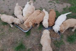 Adorable AKC Goldendoodle puppies. Text or call us at +1 4xx xx8-0xx6
