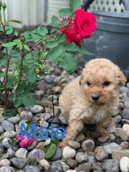 F2B GOLDENDOODLE PUPPIES FOR SALE