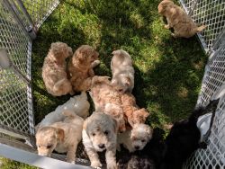 Lovable 12 Mini Goldendoodles 7 female 5 males available June 23