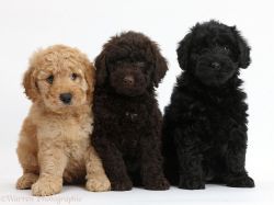 Goldedoodle puppies