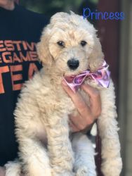 Goldendoodle Puppies (F1bb) - Home 7/12
