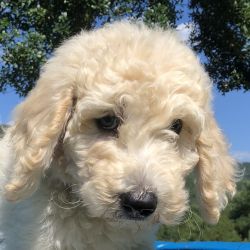 Goldendoodle Available Now