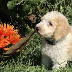 Goldendoodle Available Now.