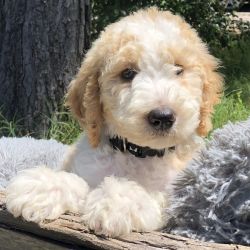 Goldendoodle - Available Today