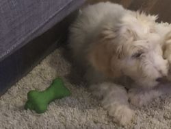 4-Month-Old Male Goldendoodle & All Supplies Needed