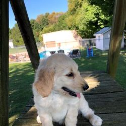 Beautiful F-1 Golden Doodle Puppies Ready