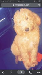 “Teddy” Goldendoodle