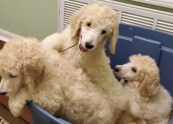 Mini Golden Doodle for re-homing