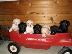 Golden Doodle Puppies for Sale!!