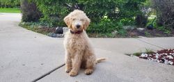 Hypoallergenic 5 month trained goldendoodle