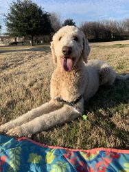 1 yr male golden doodle