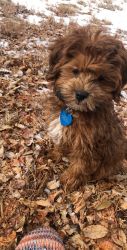 Selling Red Mini Goldendoodle