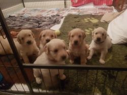 Ready Now!!! Beautiful Goldendoodle Puppies