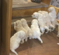 Stunning AKC Goldendoodle F1b Puppies