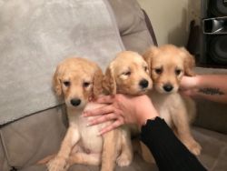 AKC Goldendoodle Puppies