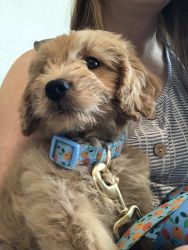 Mini goldendoodle puppy for sale