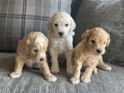 Good looking AKC Goldendoodle puppies