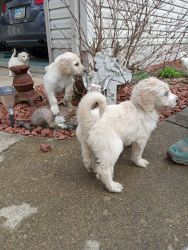 Goldendoodle Puppies for sale