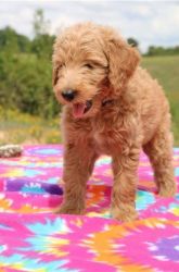 OIE Pretty GoldenDoodle puppies available