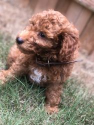 F1B Toy GoldenDoodle Needs Home