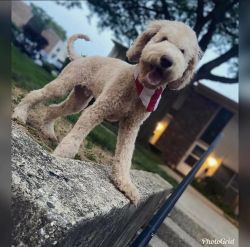 6 month Goldendoodle (Puppy) F2b