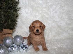 Affectionate mini Goldendoodle pups for sale