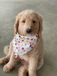 Goldendoodle ready to meet you!