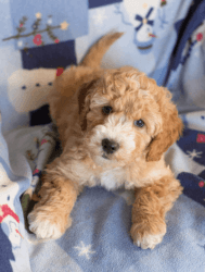 Goldendoodle Puppy to a good home