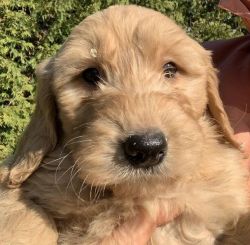 Friendly Goldendoodle Puppies (Miniature) To Take Home