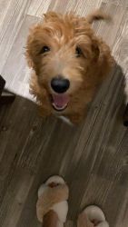 Goldendoodle 14wk red male